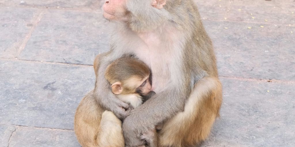 A monkey sitting on the ground holding a baby monkey