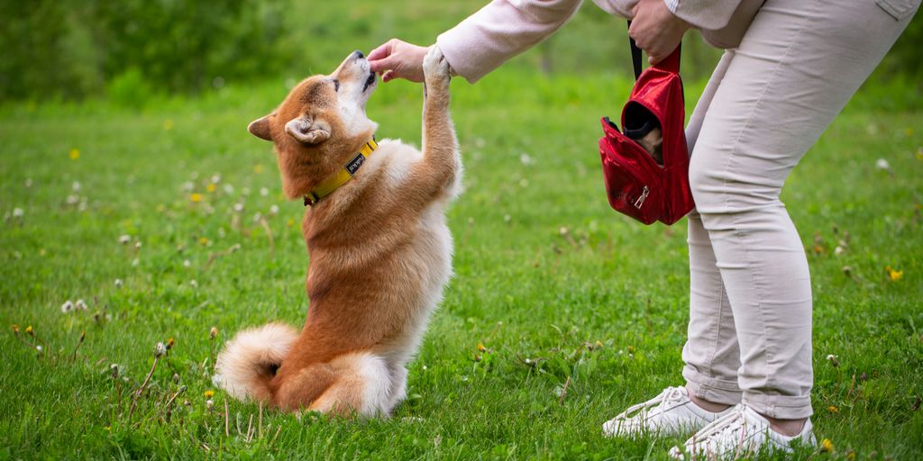 person in white pants and brown jacket holding brown and white short coated dog on green