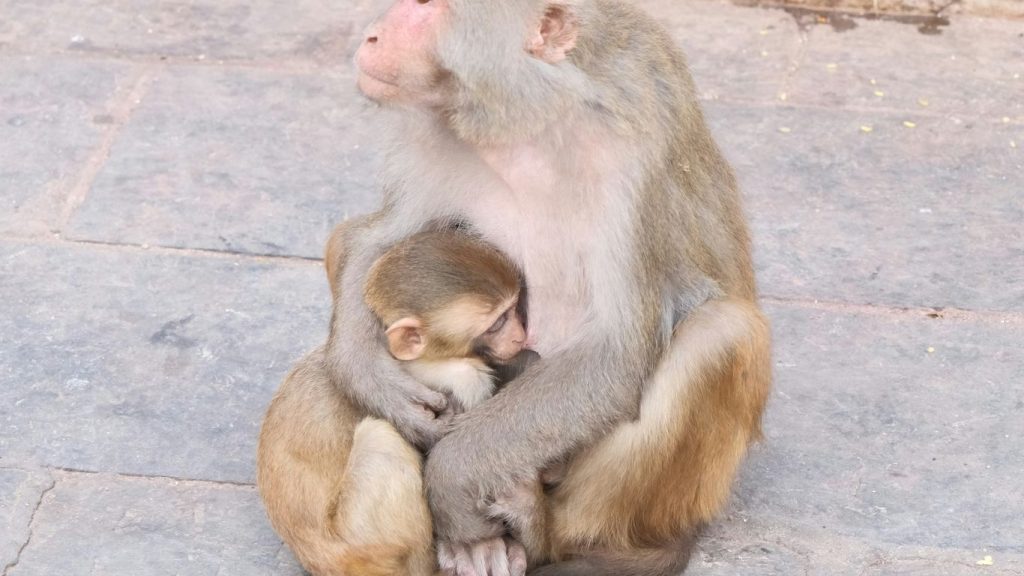 A monkey sitting on the ground holding a baby monkey